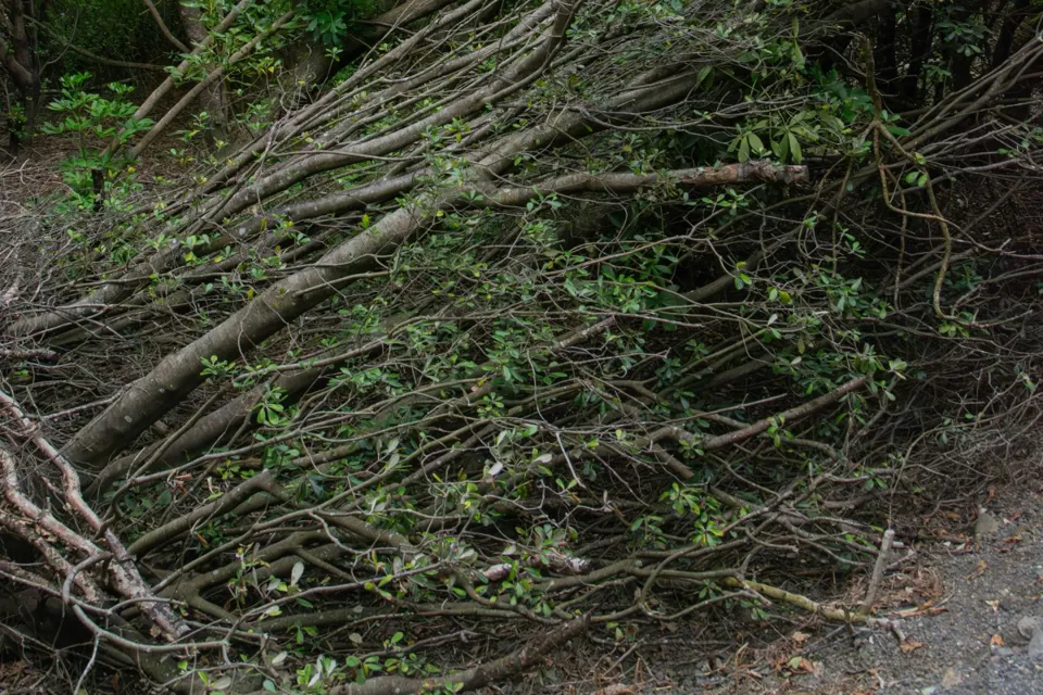 A fallen tree image from Unsplash